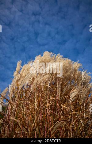 Orecchie ghiacciate di Miscanthus contro il cielo Foto Stock