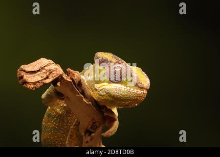 Panther Chameleon su un ramo Foto Stock