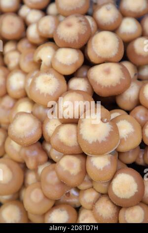 Sheathed Woodtuft Mushrooms, aka Brown Stew Fungus e due toned Pholiota Kuehneromyces mutabilis - Łuskwiak zmienny Foto Stock