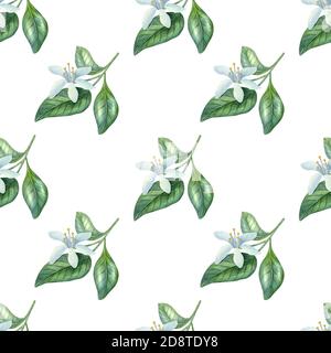 Motivo senza cuciture acquerello con fiori di agrumi su sfondo chiaro. Cartoon luminoso dipinto a mano. Foto Stock