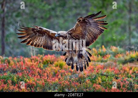 Aquila dorata con freni pneumatici completamente attivati Foto Stock