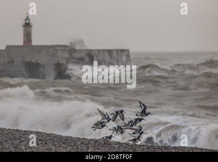 Newhaven, East Sussex, Regno Unito. 1 novembre 2020. Il vento caldo proveniente dal sud-ovest fa salire il surf. Gruppo di ostriche prende il volo da West Beach. Credit: David Burr/Alamy Live News Foto Stock