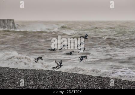 Newhaven, East Sussex, Regno Unito. 1 novembre 2020. Il vento caldo proveniente dal sud-ovest fa salire il surf. Gruppo di ostriche prende il volo da West Beach. Credit: David Burr/Alamy Live News Foto Stock