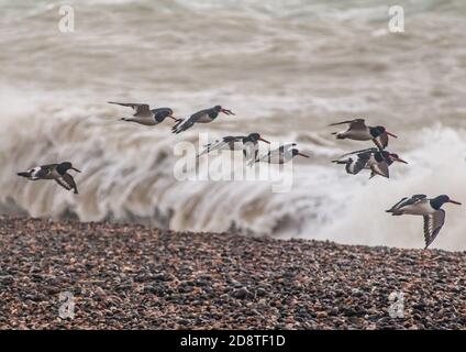 Newhaven, East Sussex, Regno Unito. 1 novembre 2020. Il vento caldo proveniente dal sud-ovest fa salire il surf. Gruppo di ostriche prende il volo da West Beach. Credit: David Burr/Alamy Live News Foto Stock