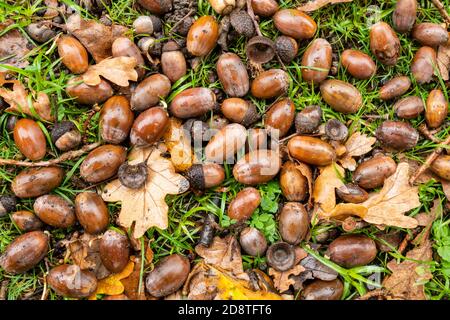 Un sacco di ghiande caduti sotto un albero di quercia inglese durante un albero anno, autunno 2020. Anno di paraurti per ghiande. Foto Stock