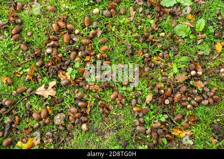 Un sacco di ghiande caduti sotto un albero di quercia inglese durante un albero anno, autunno 2020. Anno di paraurti per ghiande. Foto Stock