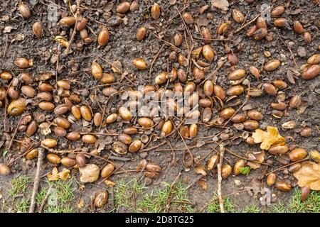 Un sacco di ghiande caduti sotto un albero di quercia inglese durante un albero anno, autunno 2020. Anno di paraurti per ghiande. Foto Stock