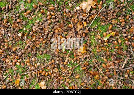 Un sacco di ghiande caduti sotto un albero di quercia inglese durante un albero anno, autunno 2020. Anno di paraurti per ghiande. Foto Stock