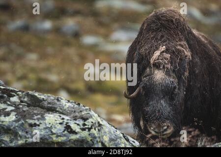Muskox (Ovibos moschatus) nel Parco Nazionale di Dovrefjell Sunndalsfjella, Norvegia Foto Stock