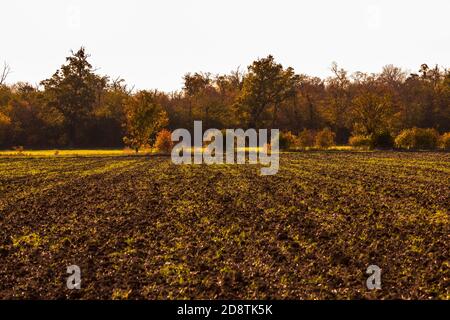 Una natura solitaria con molte foglie colorate in autunno Umore in Germania Foto Stock