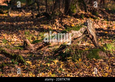 Una foresta solitaria con molte foglie colorate sul terreno In un umore di autunno in Germania Foto Stock