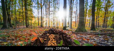 Funghi piccoli su tronco di albero nella foresta d'autunno. Foto Stock