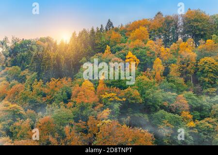 Autunno foresta nella nebbia. Foto Stock