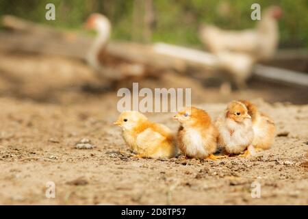 Ritratto di Pasqua polli poco soffici che camminano nel cortile della fattoria in un giorno di primavera soleggiato Foto Stock