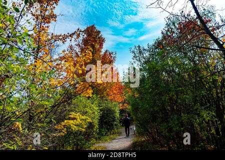 Cammina con il tuo cane sotto un cielo blu lungo un foresta autunno strada decorata con foglie di acero arancio e rosso alberi di quercia Foto Stock