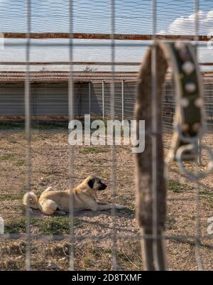 Il bellissimo cane da pastore anatoliano (sivas kangal kopek/kopegi) è sdraiato, seduto dietro la gabbia e il collare del cane pende sulla recinzione in una fattoria di cani im Kangal Foto Stock