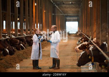 Ritratto a lunghezza intera di due veterinari nel capannone di vacca che parla mentre ispezionano il bestiame in azienda, spazio di copia Foto Stock