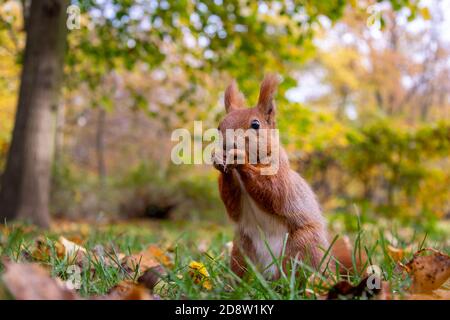 Scoiattolo rosso che mangia una noce nel parco cittadino. Foto Stock