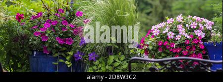 Belle petunie di surfinia, supercampane e l'erba di piuma messicana sono combinati in contenitori blu cobalto in un modo magico ripetitivo Foto Stock