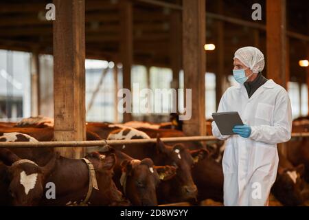 Ritratto di veterinario maturo indossare maschera mentre ispezionando mucche e. bestiame in fattoria Foto Stock