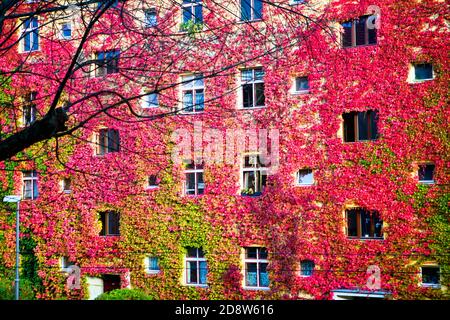 un edificio di appartamenti con foglie colorate in crescita in autunno Foto Stock