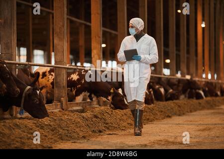 Ritratto a lunghezza intera di veterinario maturo indossare maschera durante l'ispezione di mucche e bestiame in azienda, spazio copia Foto Stock