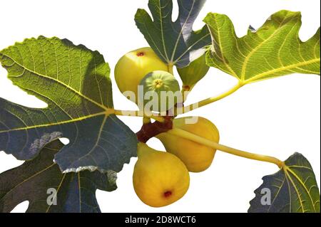 Ramo di fico ( Ficus carica ) con foglie e frutti isolati su sfondo bianco Foto Stock