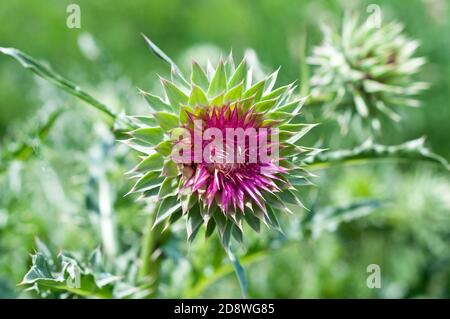 Bel fiore di cardo di latte spinoso, pianta medicinale (Silybum marianum) Foto Stock