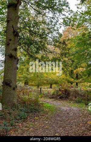 un percorso o una pista attraverso il bosco o boschi in autunno con foglie e fogliame in norfolk uk Foto Stock