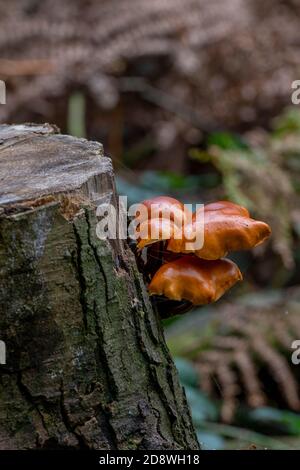funghi o funghi che crescono su un ceppo di alberi in autunno in un bosco sul pavimento della foresta. Foto Stock