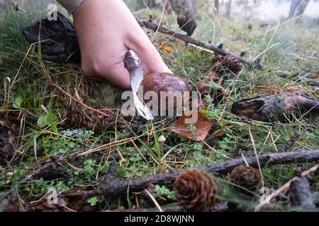 Taglio di un fungo di Bolete della baia - boleros badius con il coltello mentre foraging nella foresta nuova durante l'autunno, Hampshire, Regno Unito Foto Stock