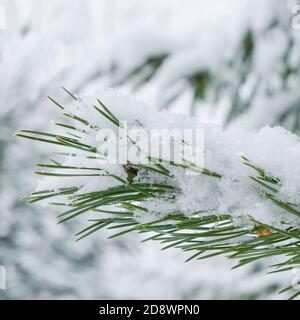 Sprig nevoso di pino o Pinus sylvestris con aghi verde scuro coperti di neve e brina il giorno d'inverno. Foto Stock