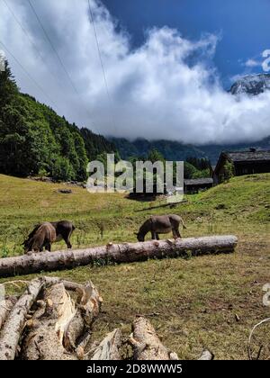 Asini mangiare erba su un prato nelle Alpi su una bella giornata Foto Stock