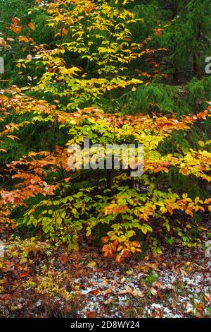 American Beech nel fogliame tardo autunno al Promised Land state Park, Pennsylvania Foto Stock