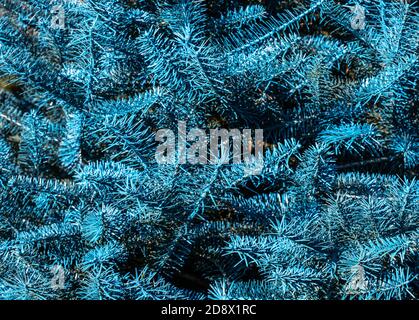 Christmast Tree dipinto di blu presso la fattoria degli alberi di Natale locale Foto Stock