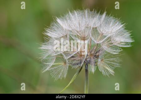 Tarassaco (Taraxacum officinale) seme head Foto Stock