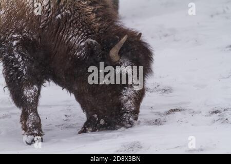 Il bisonte americano pascolando nella neve nel bacino del basso Geyser del Parco Nazionale di Yellowstone, Wyoming, Stati Uniti. Foto Stock