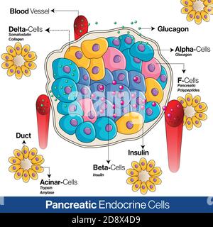 Anatomia del sistema endocrino pancreatico, cellule alfa, beta e delta che secernono glucagone, insulina e illustrazione vettoriale della somatostatina Illustrazione Vettoriale