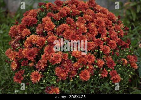 Colorato sfondo di crisantemo autunnale. Crisantemi arancioni. Arancio rosso crisantemo coreano. I crisantemi più duri da vicino. Crisantemo corea Foto Stock