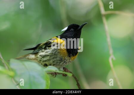 Stitchbird - Notiomystis cincta - hihi in lingua Maori, endemico giallo, bianco e nero uccello seduto sul ramo nella foresta della Nuova Zelanda. Foto Stock