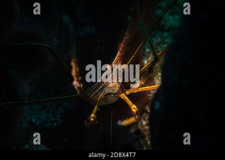 Yellowline Arrow Crab (Stenorhyncus seticornis) sul sito di immersione Longbay Reef, St Martin, Caraibi olandesi Foto Stock