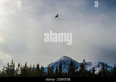 Corvo su neve spazzato Lone Peak, Big Sky Montana Foto Stock