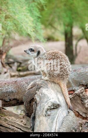 primo piano di un meerkat seduto sul tronco dell'albero Foto Stock