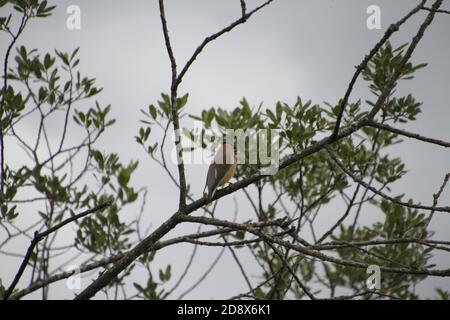 Un waxwing di cedro appollaiato su un ramo con le foglie e. un cielo grigio sullo sfondo Foto Stock