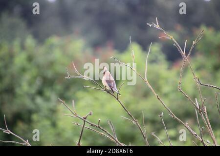 Un waxwing di cedro appollaiato su un ramo di albero con un prato sullo sfondo Foto Stock