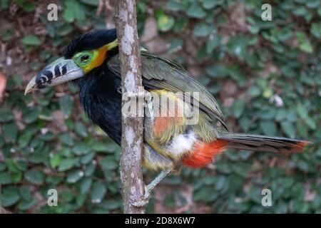 Araçari-poca, bellissimo uccello tropicale brasiliano Foto Stock
