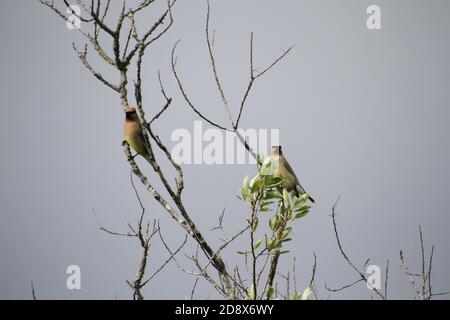 Un paio di ali di cedro arroccate su rami di albero con un cielo grigio sullo sfondo Foto Stock