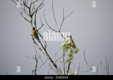 Un paio di ali di cedro arroccate su rami di albero con un cielo grigio sullo sfondo Foto Stock