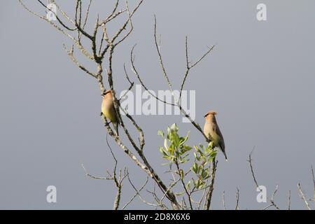 Un paio di ali di cedro arroccate su rami di albero con un cielo grigio sullo sfondo Foto Stock