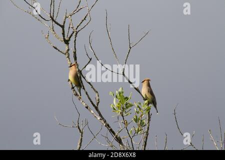 Un paio di ali di cedro arroccate su rami di albero con un cielo grigio sullo sfondo Foto Stock